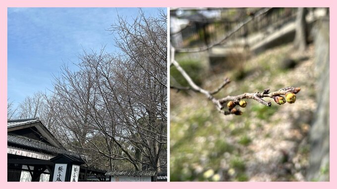 【熊本城のサクラ開花予想】つぼみで分かる「開花までの日数」　今月23日に開花・30日に満開の予想　|　熊本のニュース｜RKK NEWS｜RKK熊本放送