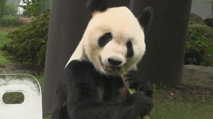 16頭の父パンダ“永明”死ぬ　おととし和歌山・アドベンチャーワールドから中国・成都へ戻るも先月から体調悪化|TBS NEWS DIG