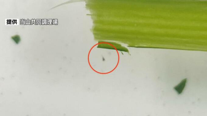 給食に1ミリ大の虫が混入し提供中止　浦添市|TBS NEWS DIG