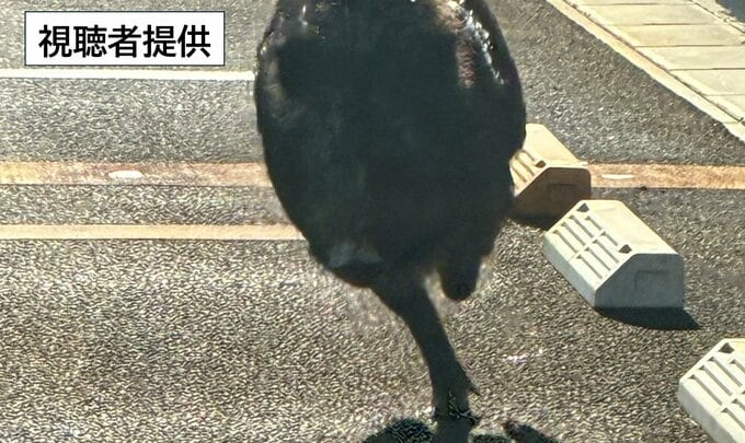 【速報】新潟市江南区・秋葉区　市街地や住宅街にイノシシ　次々と車に体当たり…　目撃情報多数　|　新潟のニュース・天気｜BSN NEWS｜BSN新潟放送