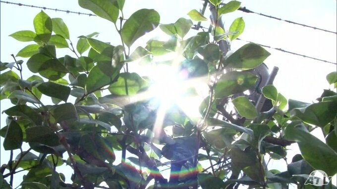 二十四節季「大暑」の青森県　三沢ですでに35℃　県内で4日連続の「猛暑日」観測　“危険な暑さ”に注意を|TBS NEWS DIG