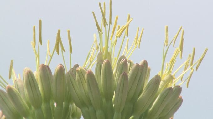 パークプレイス大分で幻の花「リュウゼツラン」が開花！　開業23年目で初　|　大分のニュース｜OBS NEWS｜大分放送