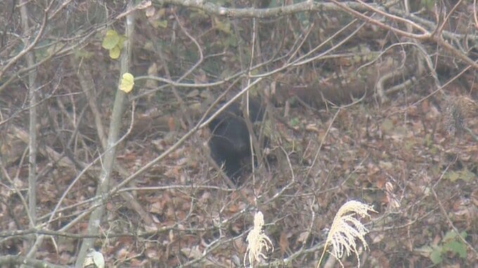 【画像】行方わからなくなるも再び姿現し...クマ1頭を緊急銃猟で駆除　柿の木を降りたり登ったり繰り返す（山形）|TBS NEWS DIG