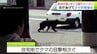 依然後を絶たない「クマの出没」　これからの本格的な秋の行楽シーズン・キノコ採りシーズンに向けて　青森県が全庁をあげて対策強化へ　|　青森のニュース│ATV NEWS│青森テレビ