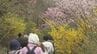 花見山、今春の観光客は7万7000人　前年同時期より2000人増加　福島　|　福島のニュース│TUF