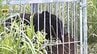 設置したイノシシ用箱わなに"クマ"1頭を捕獲し駆除　周辺では1日からクマの目撃5件　宮城・東松島市　|　宮城のニュース│tbc NEWS│tbc東北放送