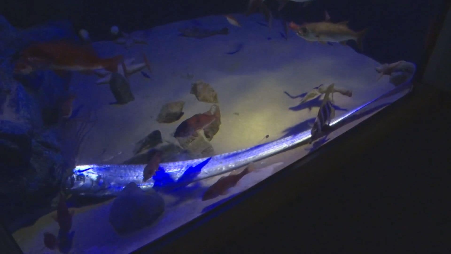 珍事 謎の深海魚「リュウグウノツカイ」また生きた状態で捕まる…2週