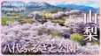 桜とモモの共演　山梨県笛吹市【JNN sakuraドローンDIG 2023】|TBS NEWS DIG