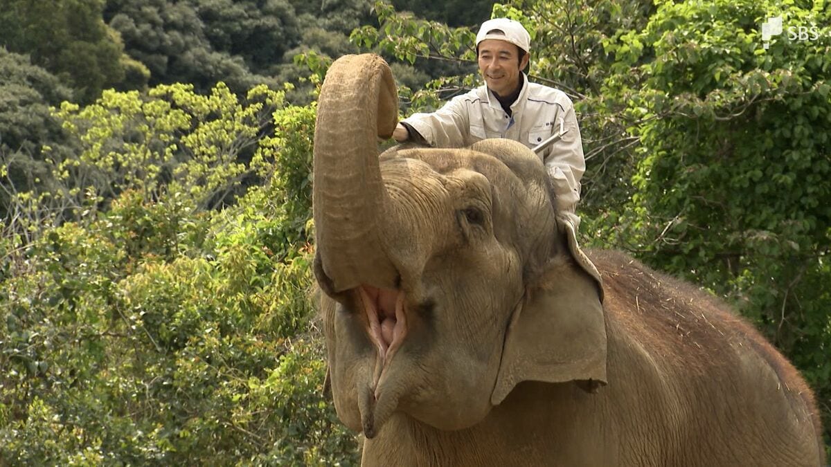 生きた証を後世に伝える」“骨格標本”のゾウには鼻がない!? シャンティ