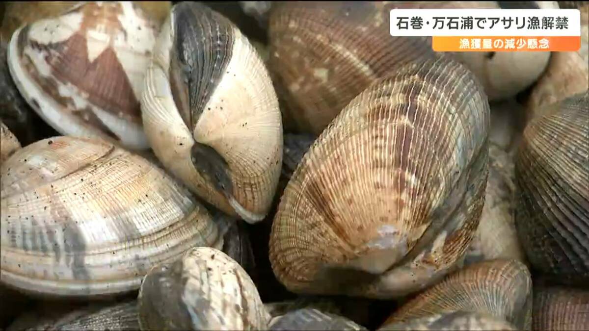「去年の猛暑で死んだアサリが多かった」万石浦で特産のアサリ漁始まる 心配なのは“漁獲量の減少”宮城・石巻市 | TBS NEWS DIG