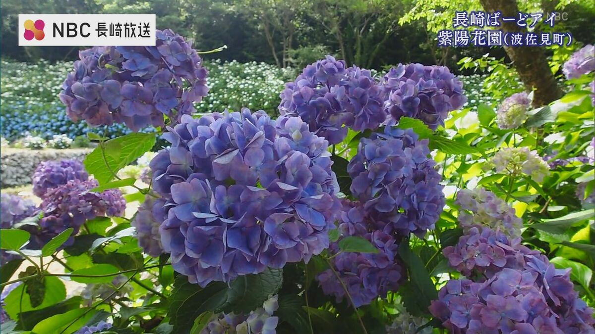 約3万株が咲き誇る「紫陽花の秘境」を空から【ながさきばーどアイ