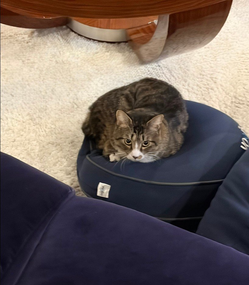 ねこ 】藤あや子さんの保護猫じゃこ天 クッションを「強奪」 藤さん