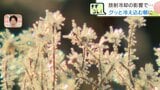 【放射冷却】北海道96地点で今シーズンの最低気温を更新「やばいっす!」中標津空港で-7.7℃ | 北海道のニュース|HBC北海道放送