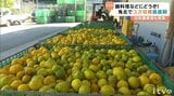 鬼北町でユズの出荷盛ん 約1400トンの出荷を見込む【愛媛】　|　愛媛のニュース - Nスタえひめ｜あいテレビは6チャンネル
