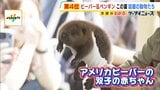 来場者がメロメロに…姫路セントラルパークでアメリカビーバーの双子の赤ちゃんのお披露目会! アドベンチャーワールドでは水中を泳ぐペンギンの“ロボット”が人気!?|TBS NEWS DIG
