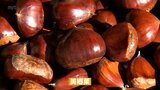 秋の味覚「くり」の出荷が美郷町で始まる|TBS NEWS DIG