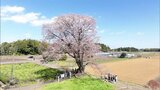 春の訪れを告げる桜　国富町の「大坪の一本桜」が満開に　|　MRTニュース ｜ ＭＲＴ宮崎放送