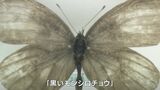 「突然変異の黒いモンシロチョウも」選りすぐりの昆虫標本など約600点 倉敷市立自然史博物館の「秘蔵お宝展」にびっくり【岡山】|TBS NEWS DIG