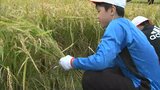 岡山後楽園の「井田」で小学5年生120人が稲刈り体験 立派に実ったもち米の稲を収穫 | 岡山・香川のニュース | 天気 | RSK山陽放送