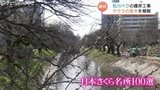 能登半島地震で被災した「松川べり」にサクラ戻る　12本伐採の跡地に14本の若木を植樹　護岸復旧工事は今月完了へ　富山|TBS NEWS DIG