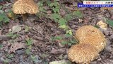 山林の中だけではなく街中でも採れる？和製ポルチーニに迫る！そのお味は？　岩手・八幡平市|TBS NEWS DIG