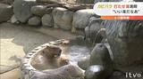 お湯につかってポカポカ!カピバラが打たせ湯満喫 とべ動物園 | 愛媛のニュース - Nスタえひめ|あいテレビは6チャンネル