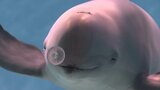 「出た出た!すごいすごい!こんな近くにいるんだ!」実は身近な生き物“スナメリ”こんなところでも見られるんです!しかも安い!夏の思い出作りにいかが?|TBS NEWS DIG