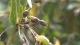 富山が生産量日本一のハトムギ お茶だけじゃない…意外な活用法とは |TBS NEWS DIG