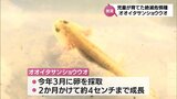 宮崎市の小学校で絶滅危惧種「オオイタサンショウウオ」の放流 児童たちが卵から育てる|TBS NEWS DIG