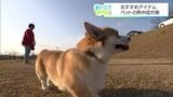 「ワンちゃんは体温が2〜3度高い」夏の熱中症から愛犬を守る対策グッズと注意点 | MRTニュース | MRT宮崎放送