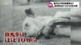 人間が発症すれば致死率は“ほぼ100%” 低下している予防接種率 狂犬病の危険性 | MRTニュース | MRT宮崎放送
