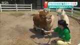 新潟市も今年最高気温27.7 ℃　アルパカは水浴びに喜び  大人も子どもも涼を求めて冷たいジェラートに　|TBS NEWS DIG