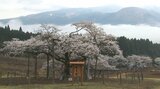 今しか立ち入れない草原に咲く「観音桜」 雲海との幻想的なコラボレーション 熊本・南阿蘇村 | 熊本のニュース|RKK NEWS|RKK熊本放送