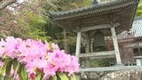 「花の寺」シャクナゲ1万3千株見頃　大分・豊後高田市|TBS NEWS DIG