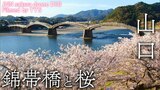 錦帯橋と桜 山口県岩国市 【JNN sakuraドローンDIG】 | 名古屋・愛知・岐阜・三重のニュース【CBC news】 | CBC web