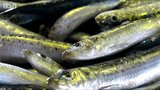 イナダに追われたか?富山に続き佐渡でもイワシが大漁「海の中がおかしくなってきているのかな…」|TBS NEWS DIG