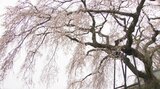 樹齢約170年のしだれ桜が満開 見事な枝ぶりが多くの人を魅了 大分・別府市 | 大分のニュース|OBS NEWS|大分放送