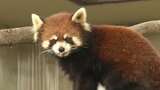 絶滅危惧種レッサーパンダの“グミ”繁殖のため栃木へお引越し「健康に生きてくれれば」仙台　|　宮城のニュース│tbc NEWS│tbc東北放送