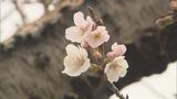 観測史上“最も早く”サクラ開花 いわき市小名浜 福島|TBS NEWS DIG