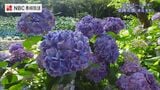 約3万株が咲き誇る「紫陽花の秘境」を空から【ながさきばーどアイ】　|　長崎のニュース | 天気 | NBC長崎放送