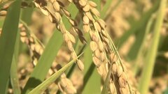 備蓄米放出で期待されるコメ価格の安定化　根本的な需給安定化には供給不安の払拭が必要| TBS CROSS DIG with Bloomberg