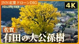 【4K】樹齢1000年超! 高さ30mの大公孫樹(おおいちょう)【JNN 紅葉ドローンDIG 2023】|TBS NEWS DIG