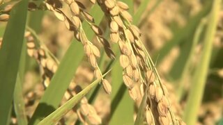 備蓄米放出で期待されるコメ価格の安定化　根本的な需給安定化には供給不安の払拭が必要| TBS CROSS DIG with Bloomberg