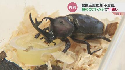 吉兆か…5000匹の1匹！夏の昆虫の王様カブトムシが越冬 しかも “オス