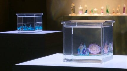 生き物の骨を染色した「透明標本」集めた展示会 15日から北九州市で