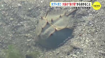 カブトガニ 大量の “抜け殻” から分かること 広島・江田島湾で生息調査