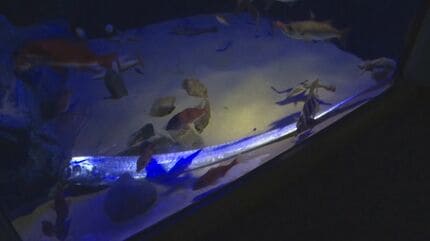 珍事 謎の深海魚「リュウグウノツカイ」また生きた状態で捕まる…2週