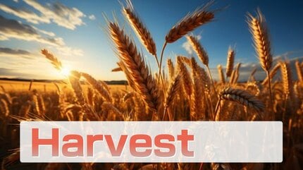 Harvest season harvest time 意味 harvester の意味とは 収穫 の英語を例文で紹介 イギリスのHarvesterとは