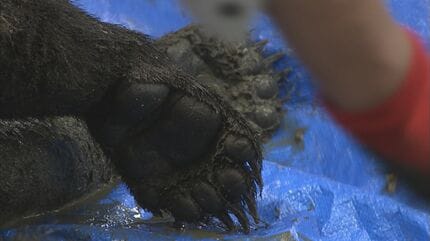 白熊 爪 熊爪 シロクマ爪5本セット白熊ホッキョクグマ熊の爪剥製