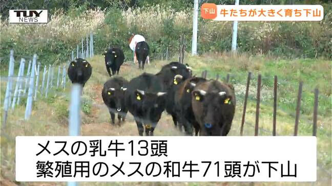 すくすく育つ！ 月山高原牧場で放牧された牛たちが下山（山形・鶴岡市）|TBS NEWS DIG